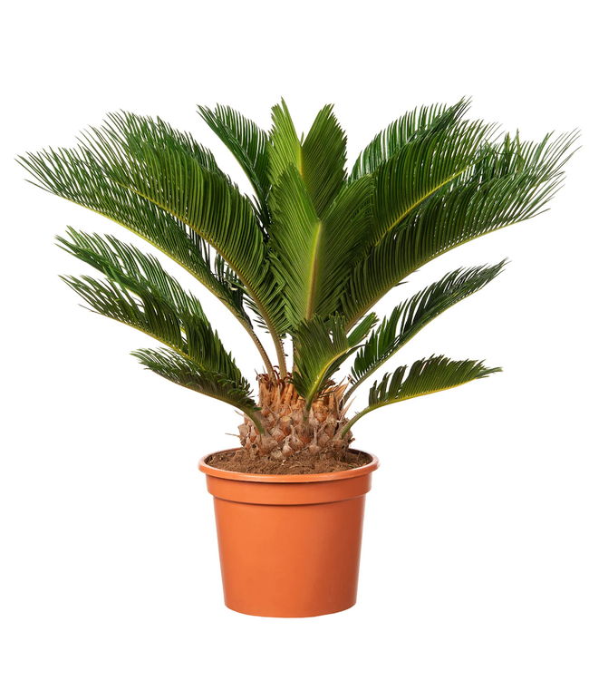 Flower-Up Japanse Sagopalm - Cycas Revoluta - 50-70 cm