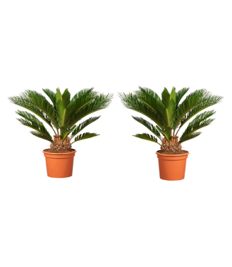 Flower-up Flower-Up Japanse Sagopalm - Cycas Revoluta 2 stuks - 50-70 cm