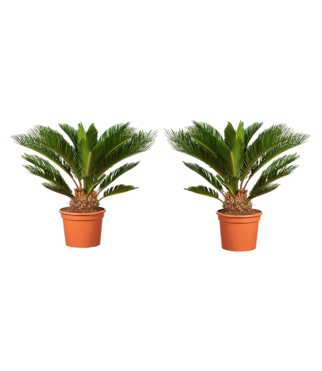 Flower-Up Japanse Sagopalm - Cycas Revoluta 2 stuks - 50-70 cm