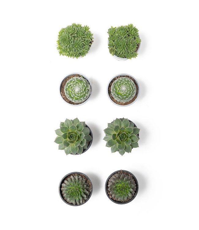 Flower-Up Rotsplanten - Sempervivum Premium - 4 kleuren mix 8 stuks - 7-10 cm