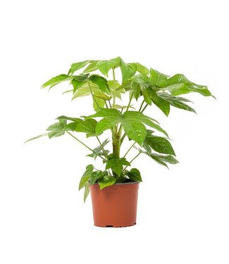 Flower-up Flower-Up Vingerplant - Fatsia Japonica - 30-35 cm