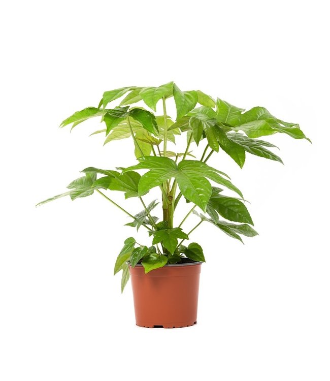 Flower-Up Vingerplant - Fatsia Japonica - 30-35 cm