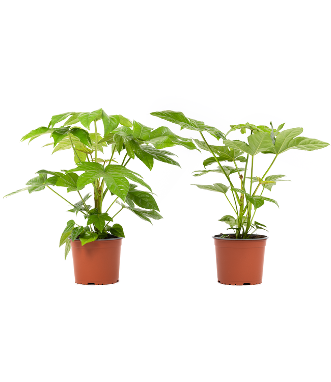 Flower-Up Vingerplant - Fatsia Japonica - 2 stuks - 30-35 cm