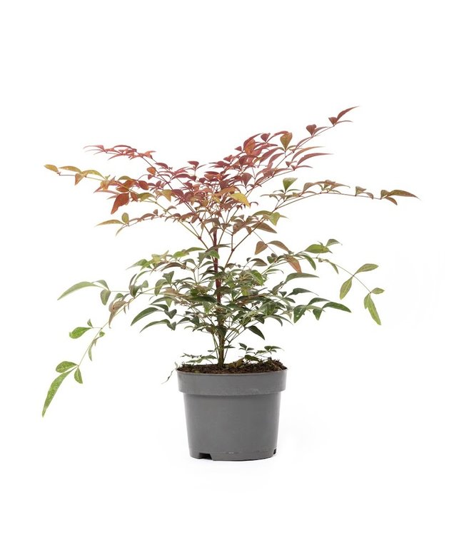 Flower-Up Hemelse Bamboe - Nandina Domestica Obsessed - 30-35 cm