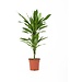 Flower-up Flower-Up Drakenbloedboom - Dracaena Janet Lind - 60-70 cm