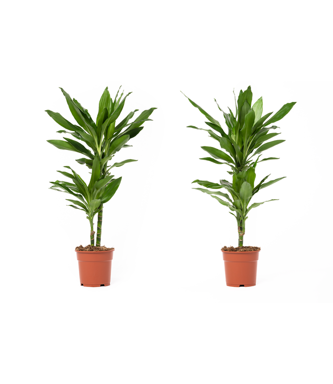 Flower-Up Drakenbloedboom - Dracaena Janet Lind 2 stuks - 60-70 cm