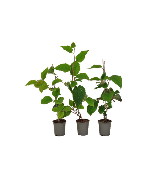 Flower-Up Kiwiplant 'Jenny' 3 stuks - Actinidia deliciosa - 30-38 cm