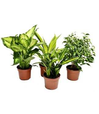 OH2 Trendy kamerplanten mix - 4 Stuks (1x Croton Sunny Star, 1x Ficus Natasja, 1x Dracaena Lemon Lime, 1x Dieffenbachia Camilla)