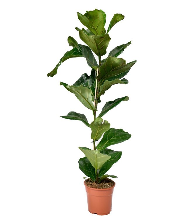 Ficus Lyrata - 2 Stuks