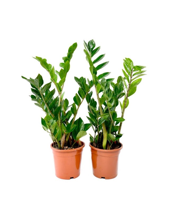 Zamioculcas - 2 Stuks