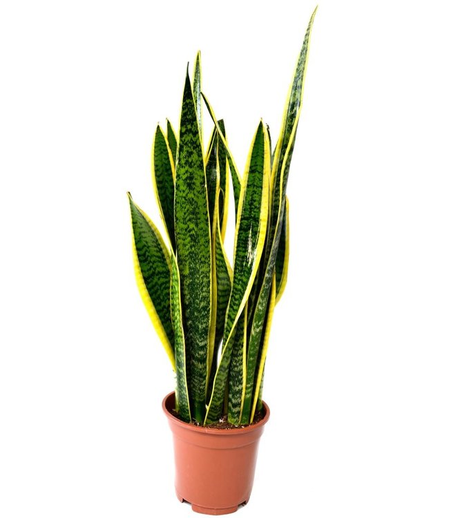 Sansevieria Laurentii - 1 Stuk