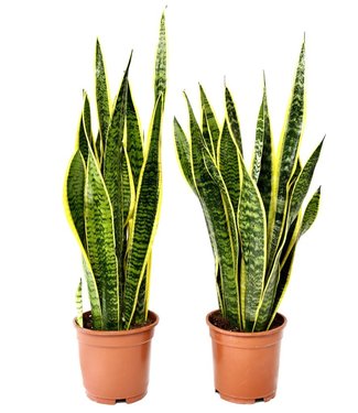 OH2 Sansevieria Laurentii - 2 Stuks