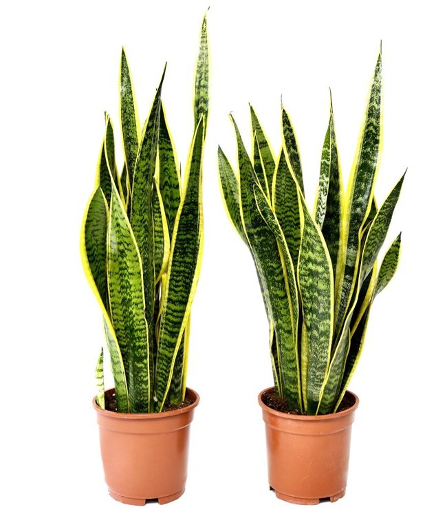 Sansevieria Laurentii - 2 Stuks