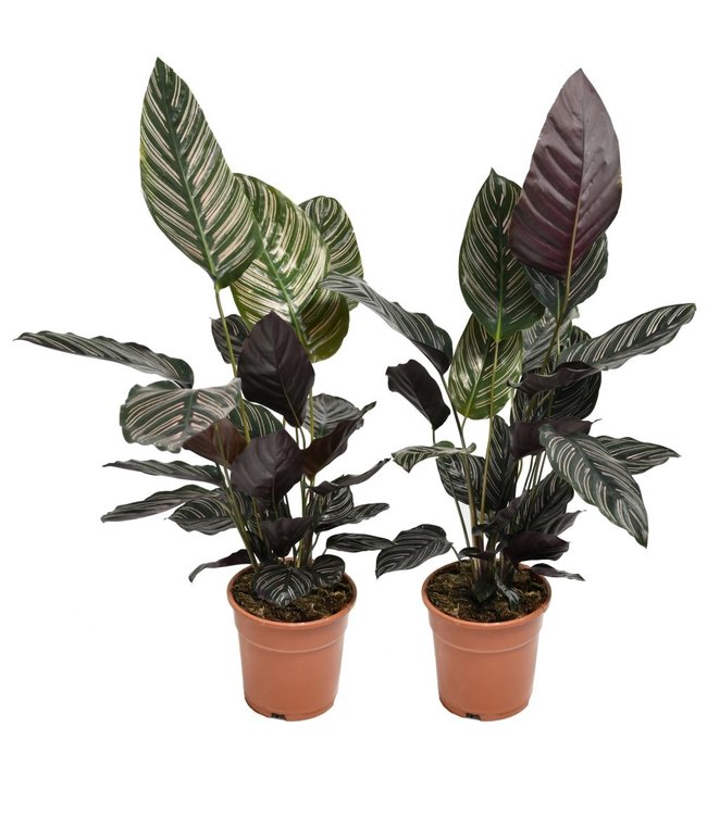 Calathea Medallion - 2 Stuks