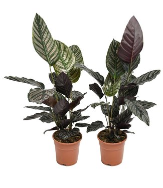 OH2 Calathea Ornata - 1 Stuk