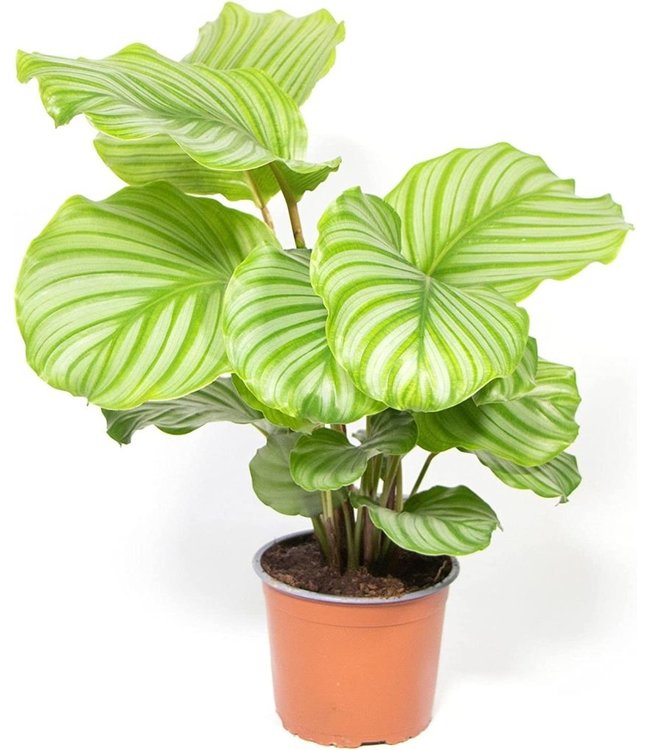 Calathea Orbifolia - 1 Stuk