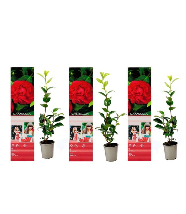 Flower-Up Camellia Planten 3x - Rood