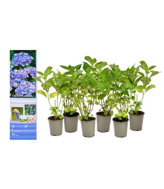 Flower-up Flower-Up Hortensia Macrophylla 6x - Blauw