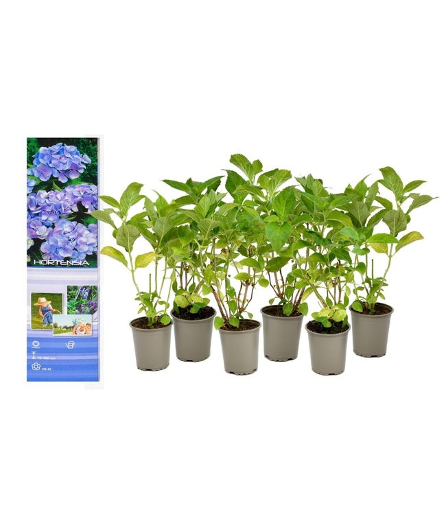 Flower-Up Hortensia Macrophylla 6x - Blauw