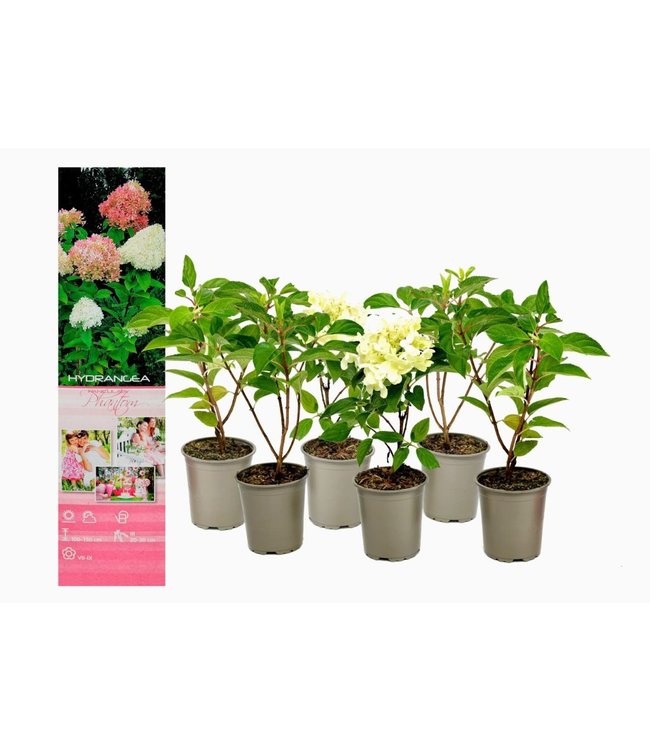 Flower-Up Hortensia pan. Phantom 6x - Roze/Wit