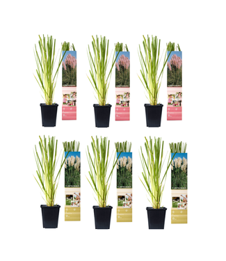 Flower-up Flower-Up Pampasgrass 6x - Wit/Roze