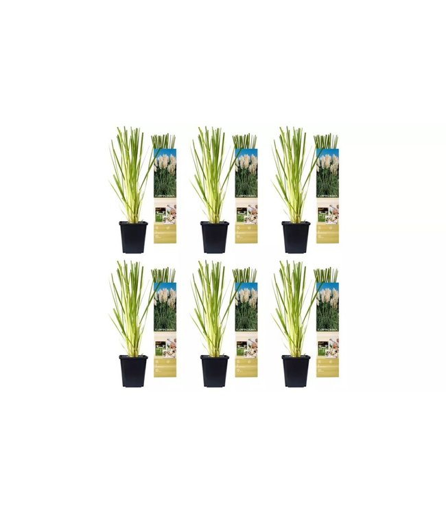 Flower-Up Pampasgrass 6x - Wit