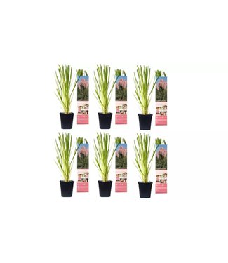 Flower-up Flower-Up Pampasgrass 6x - Roze