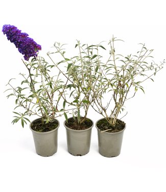 Flower-up Flower-Up Vlinderplanten 3x - Buddleja Davidii - Zwart/Violet