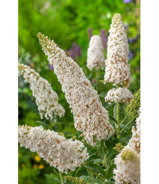 Flower-up Flower-Up Vlinderplanten 3x - Buddleja Davidii - Wit