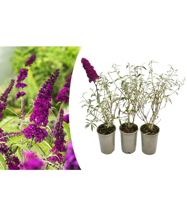 Flower-Up Vlinderplanten 3x - Buddleja Davidii - Paars/Rood