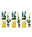 Flower-up Flower-Up Camellia Planten 3x - Wit