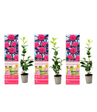 Flower-up Flower-Up Camellia Planten 3x - Roze