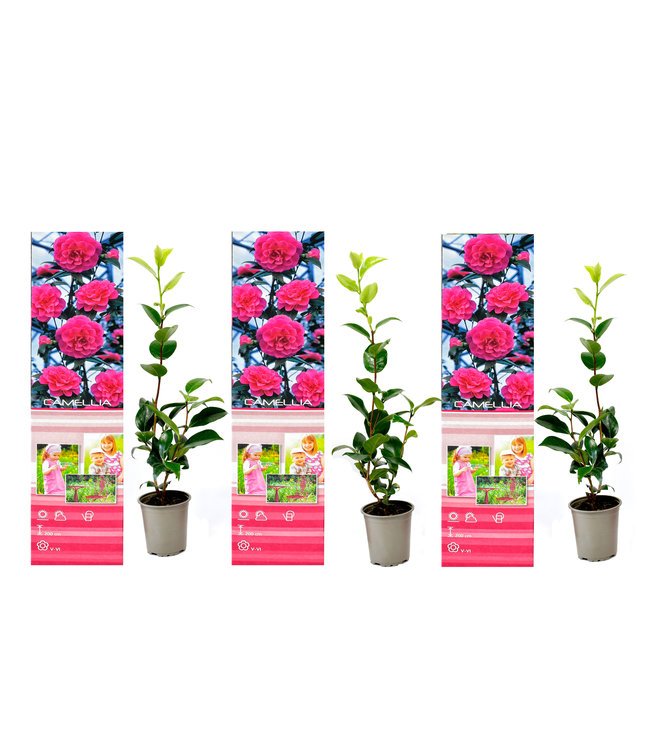 Flower-Up Camellia Planten 3x - Roze