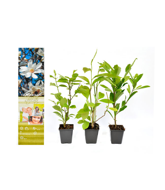 Flower-Up Magnolia Stellata Planten 3x - Mix