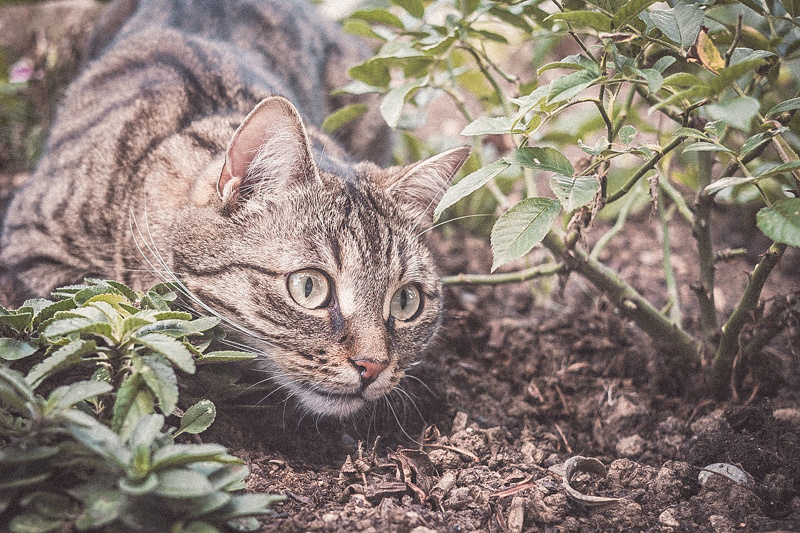 Afdeling pot Zegevieren Hoe houd ik katten uit mijn tuin? 4 handige tips - Poezenbazen.nl