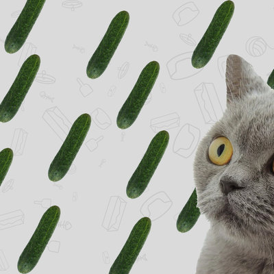 Waarom katten bang zijn voor komkommers