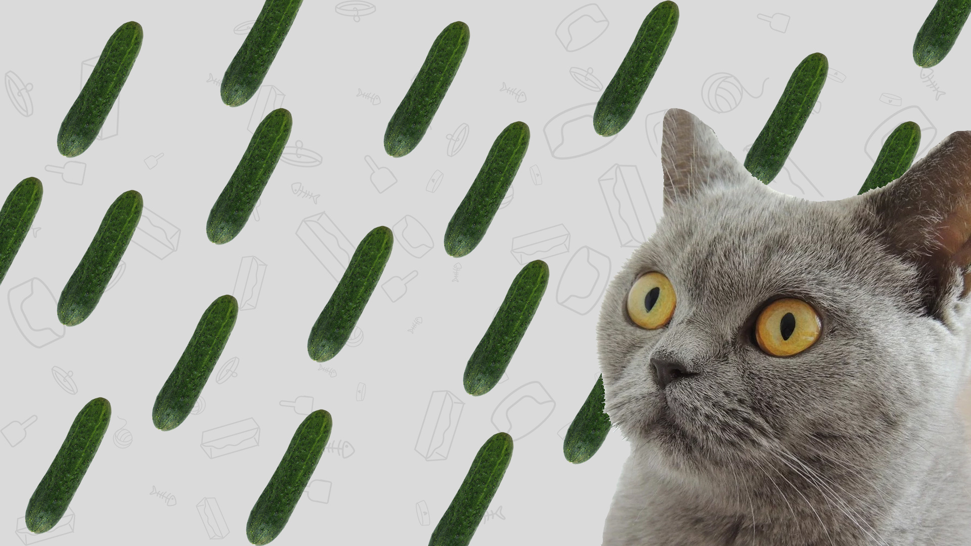 Waarom katten bang zijn voor komkommers