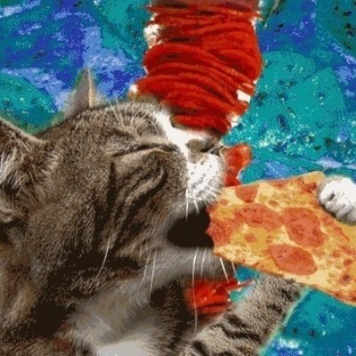 De 20 beste kattengifjes van het internet voor elke situatie