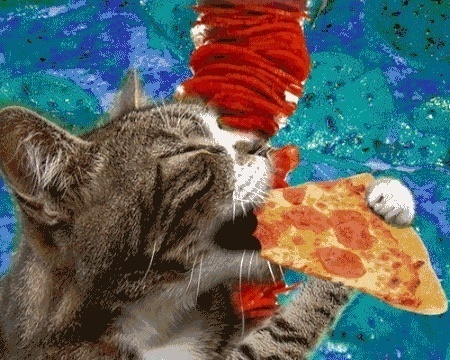 De 20 beste kattengifjes van het internet voor elke situatie