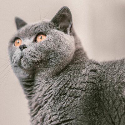 Alles over de Britse Korthaar