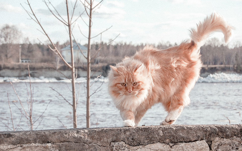 Dit is wat je moet weten over de Noorse Boskat!