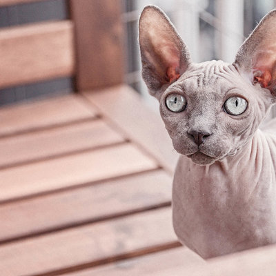 Naaktkat Sphynx: lees alles over dit kattenras