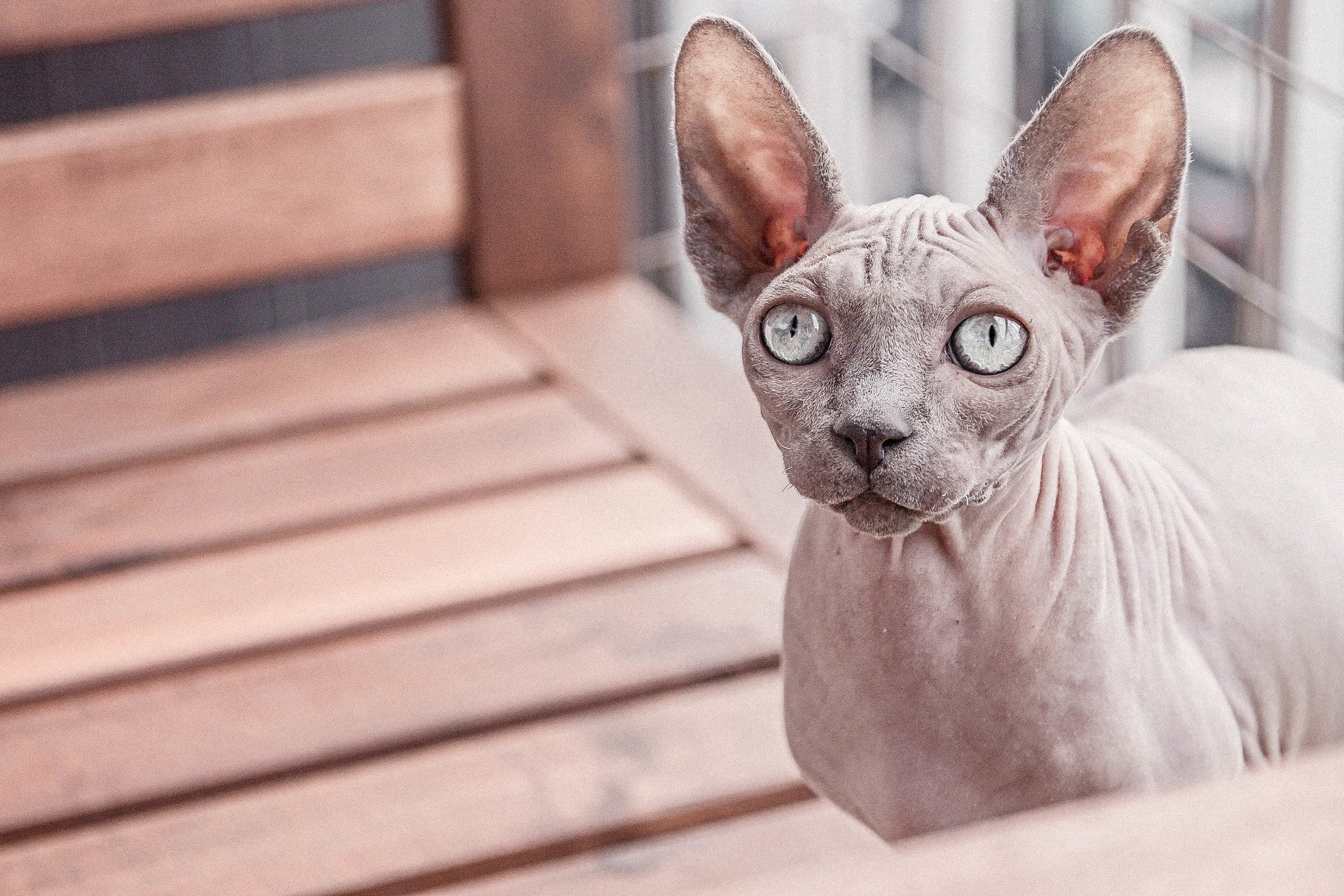 Naaktkat Sphynx: lees alles over dit kattenras