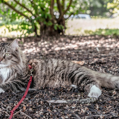 De Siberische Kat: dit is wat je over dit kattenras moet weten