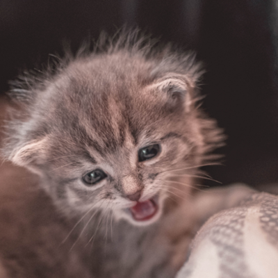 Kitten kopen: waar moet je op letten?