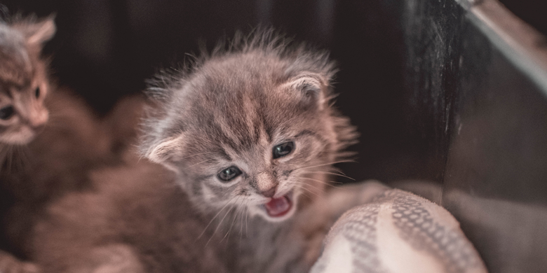 Kitten kopen: waar moet je op letten?