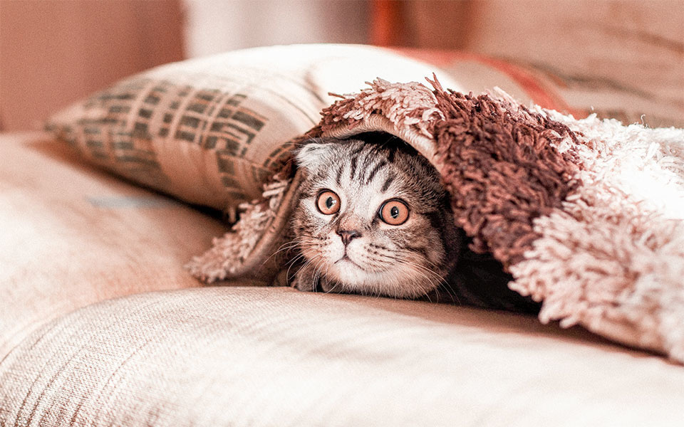 Is jouw kat bang voor de dierenarts? Wij geven 7 tips!