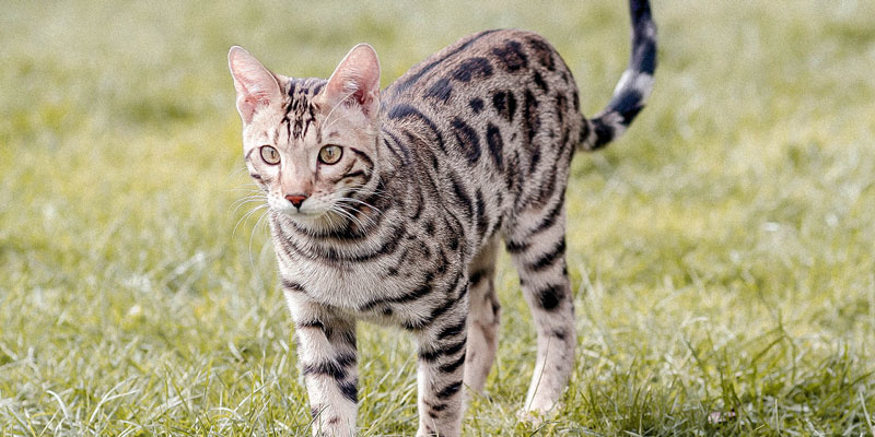 Alles over Bengaalse katten