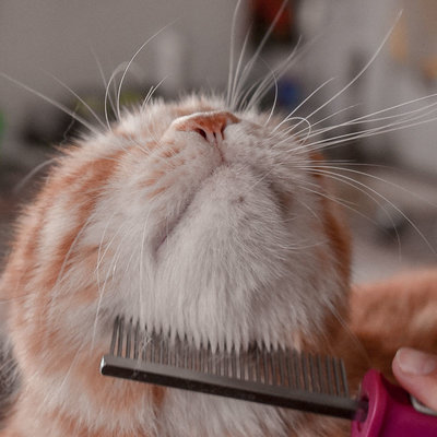 Top 3 kattenshampoo: getest door onze catfluencers