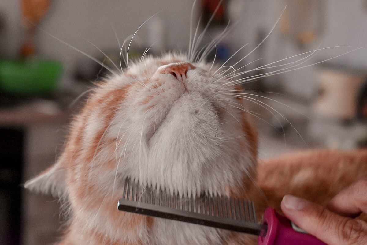 Top 3 kattenshampoo: getest door onze catfluencers